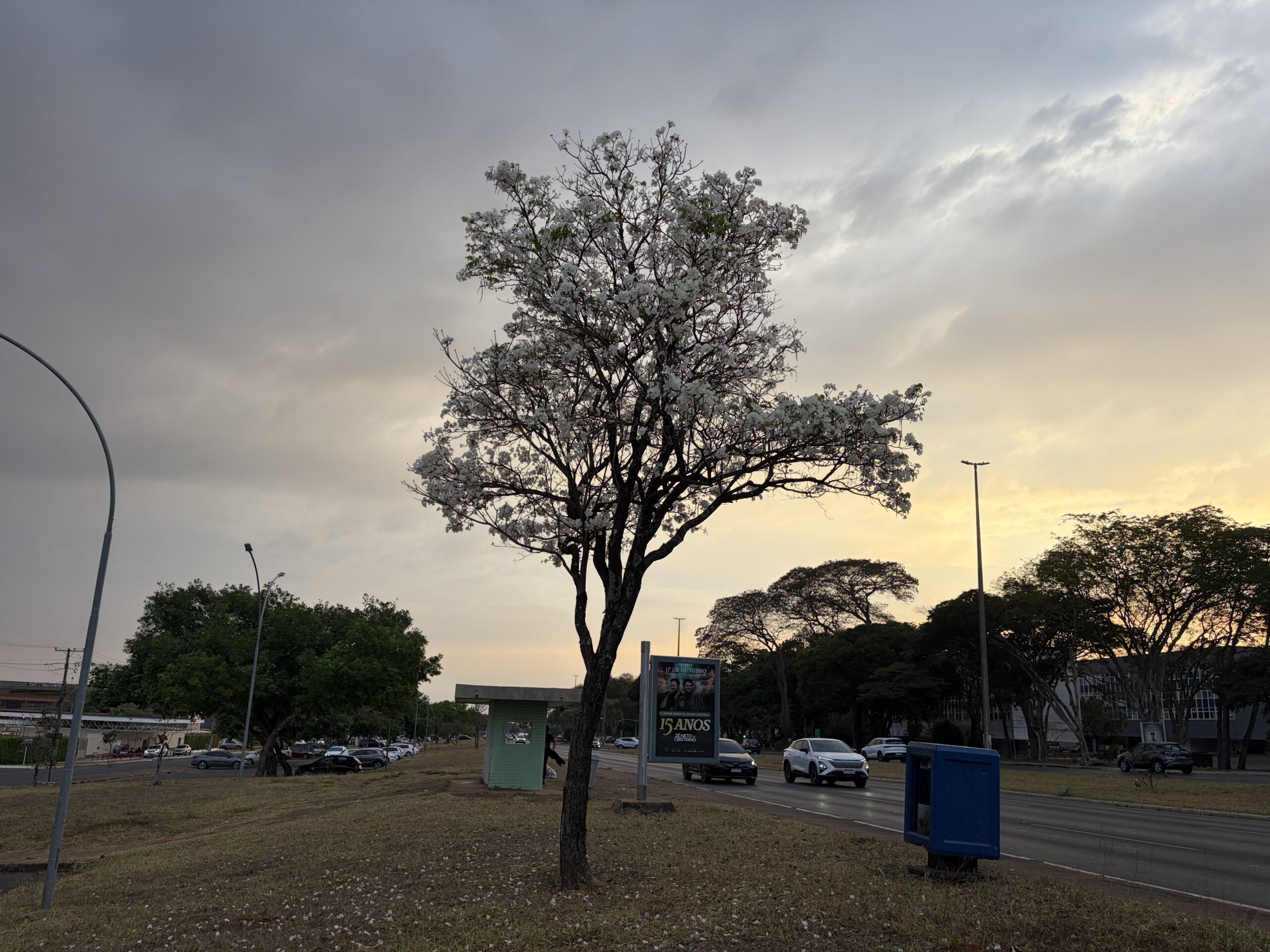 Ipê-branco começa florada e sinaliza fim da temporada em Brasília
