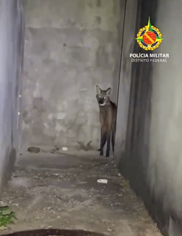 Lobo-guará é resgatado em casa abandonada na Ponte Alta e devolvido à natureza