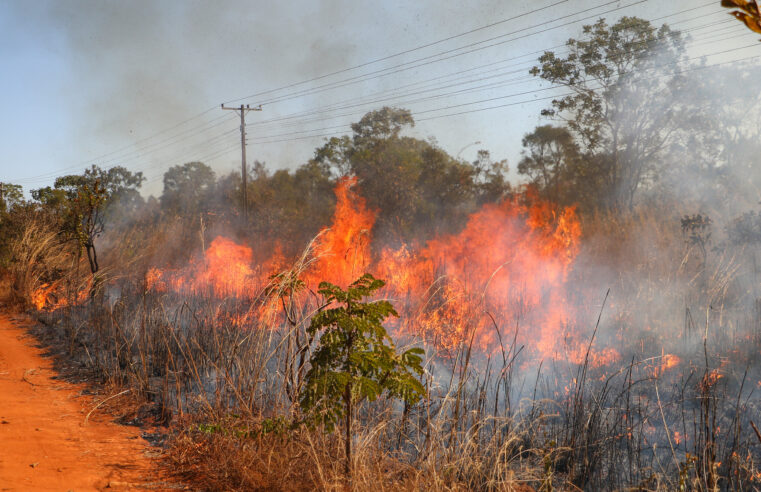 Saiba como agir caso um incêndio florestal se aproxime de residência