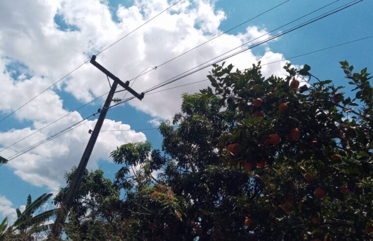 Temporada frutífera na capital exige cautela na colheita perto da rede elétrica