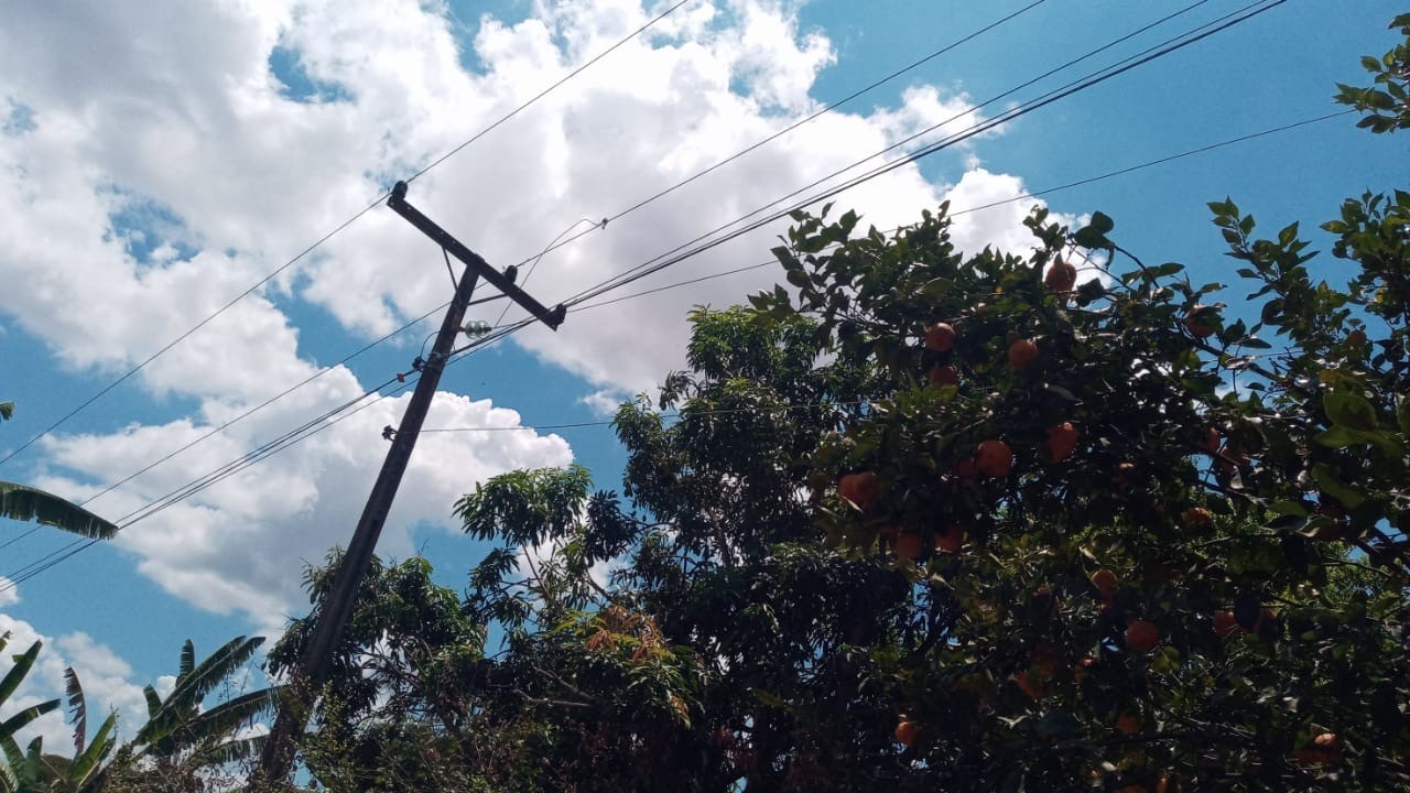 Temporada frutífera na capital exige cautela na colheita perto da rede elétrica