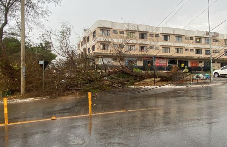 Temporal derruba árvores e postes no DF e faz Neoenergia dobrar equipes de emergência