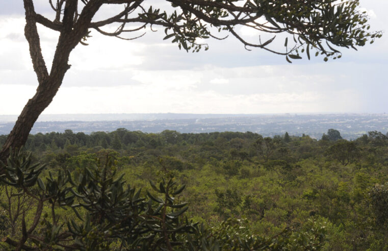 Valor da produção florestal tem queda acentuada no DF em 2025, aponta IBGE