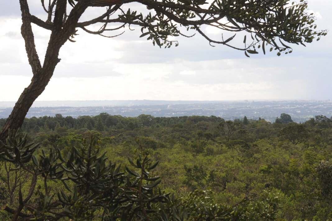 Valor da produção florestal tem queda acentuada no DF em 2025, aponta IBGE