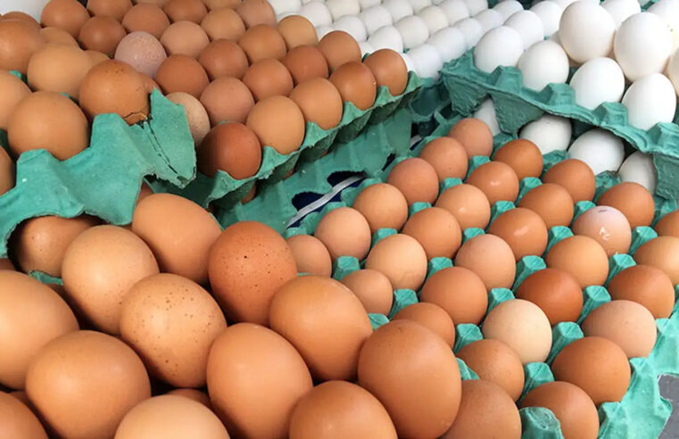 Brasília ocupa nono lugar na produção de ovos de galinha