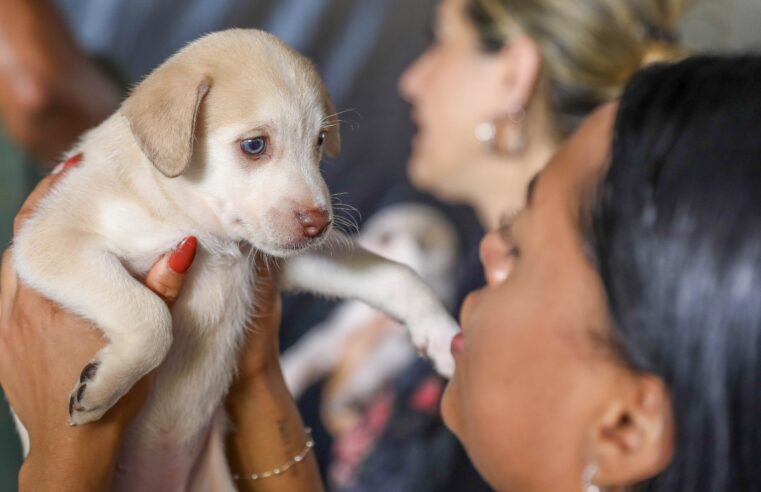 DF oferece mais de 5 mil vagas para castração gratuita de cães e gatos