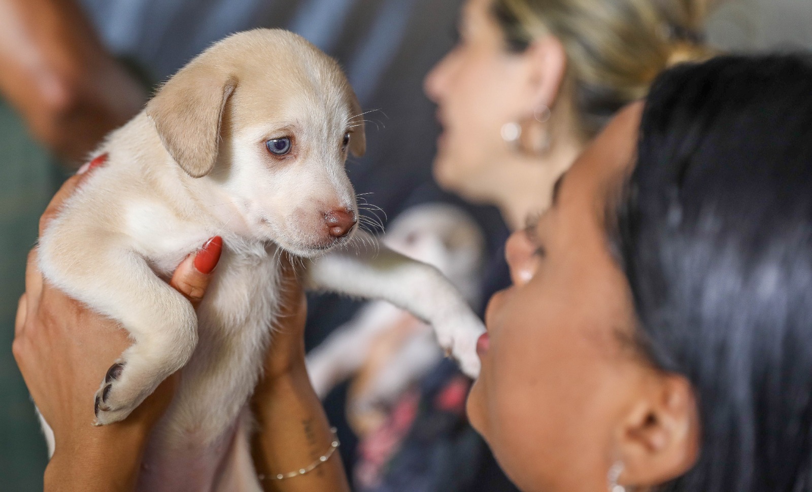 DF oferece mais de 5 mil vagas para castração gratuita de cães e gatos
