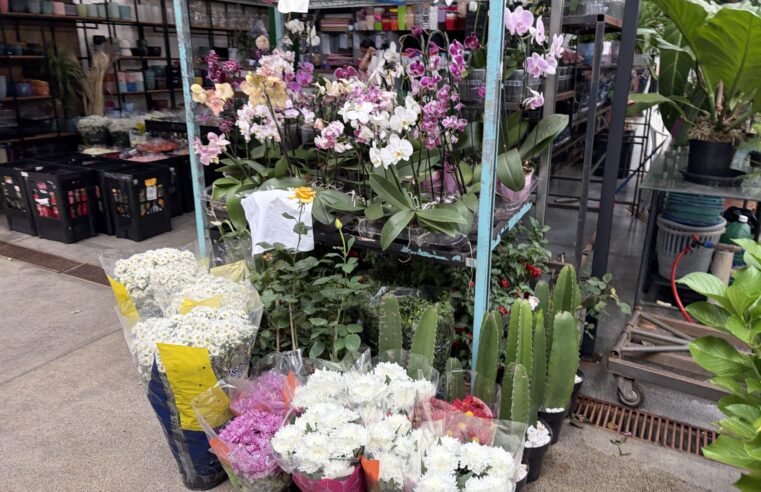 Dia de Finados aquece venda de flores no DF e exige planejamento antecipado