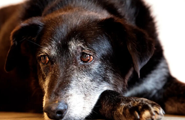 Pets ajudam a tornar a vida de idosos mais ativa e sociável, mas ter um animal exige responsabilidade